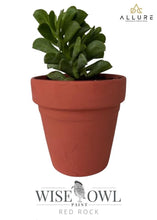 Load image into Gallery viewer, Allure Design & Creations Wise Owl Chalk Synthesis Desert Collection