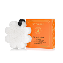 Load image into Gallery viewer, Spongellé | Bestsellers: Fall, Halloween, Christmas 2026 Spongellé  |  Bestsellers: Fall, Halloween, Christmas 2026 - Boxed Flower Assorted Pack : Assorted Pack
