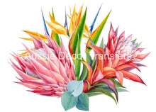 Load image into Gallery viewer, Aussie Dry Rub Transfers Pink Galahs Dry Rub Transfer
